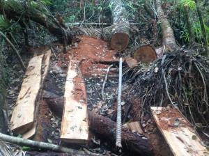 Signs of illegal logging