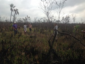 Fire damage to rare sphagnum moss.