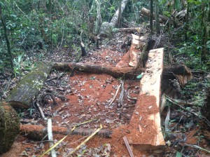 Signs of illegal logging