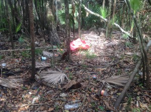Illegal camps inside the STNP